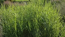 Garten-Zebraschilf