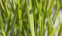 Garten-Zebraschilf